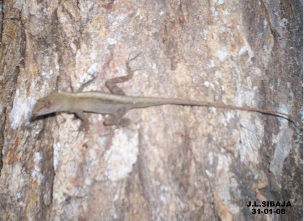 Foto de San Ignacio de Acosta, San José, Costa Rica