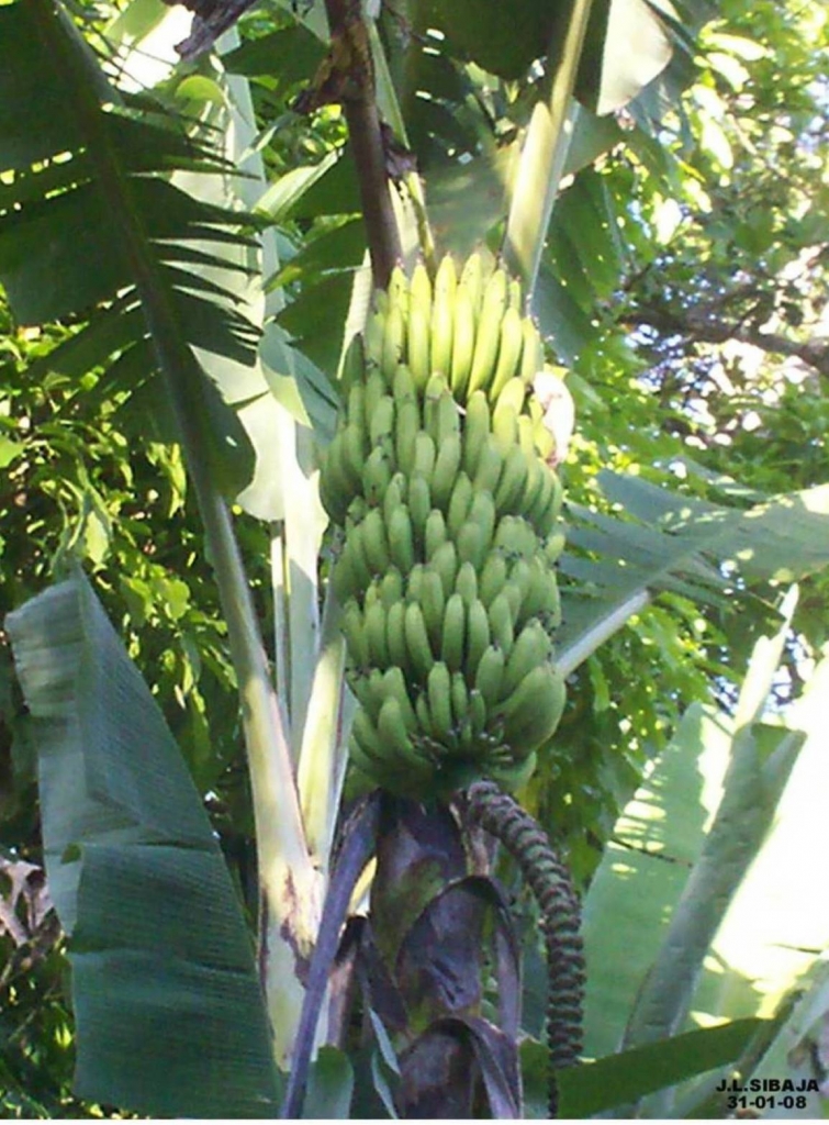 Foto de San Ignacio de Acosta, San José, Costa Rica