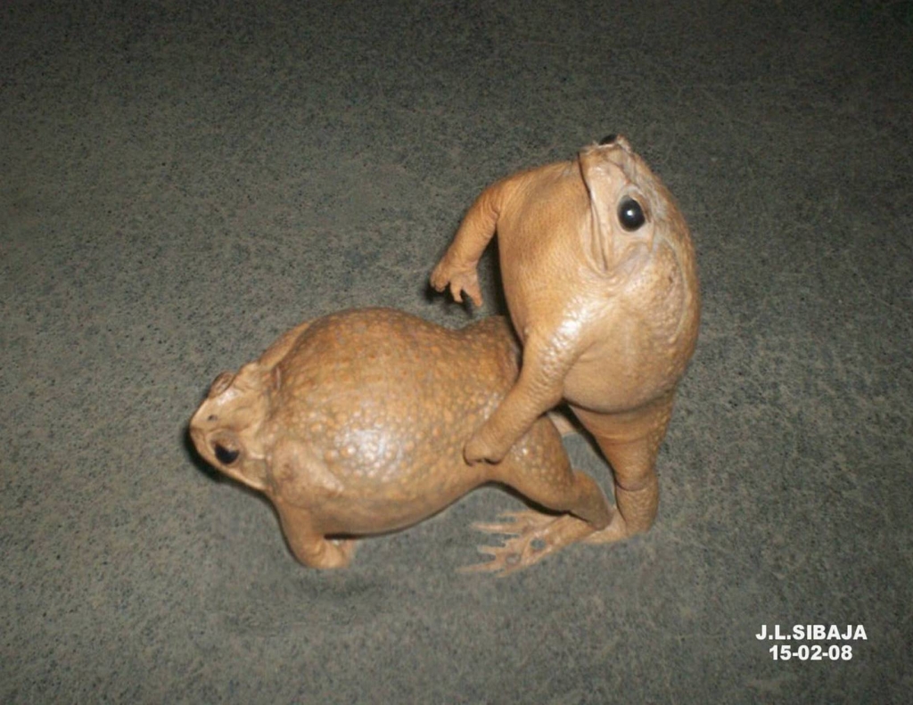 Foto de Masaya, Nicaragua