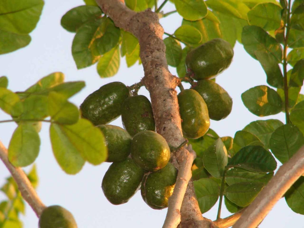 Foto de Puntarenas (Barranca), Costa Rica