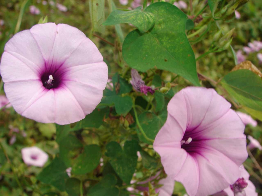 Foto de Cañas, Costa Rica