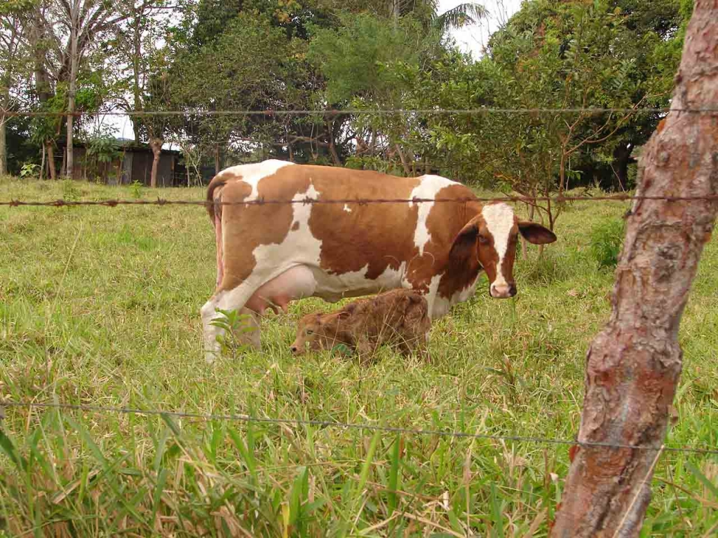 Foto de Miramar (Puntarenas), Costa Rica