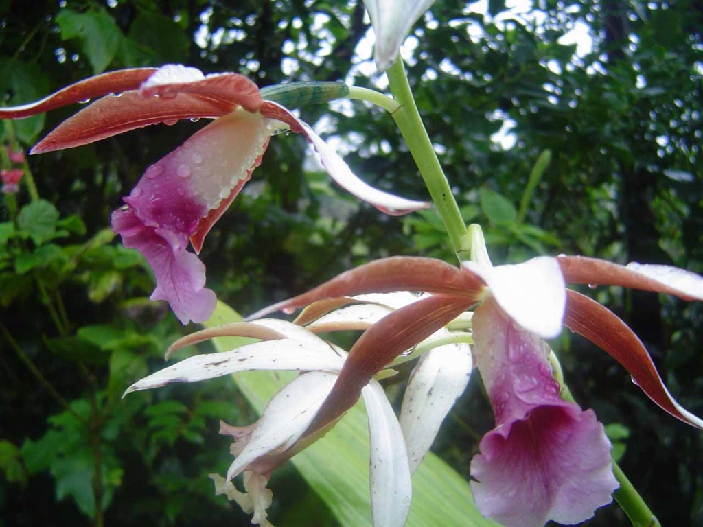 Foto de Miramar (Puntarenas), Costa Rica