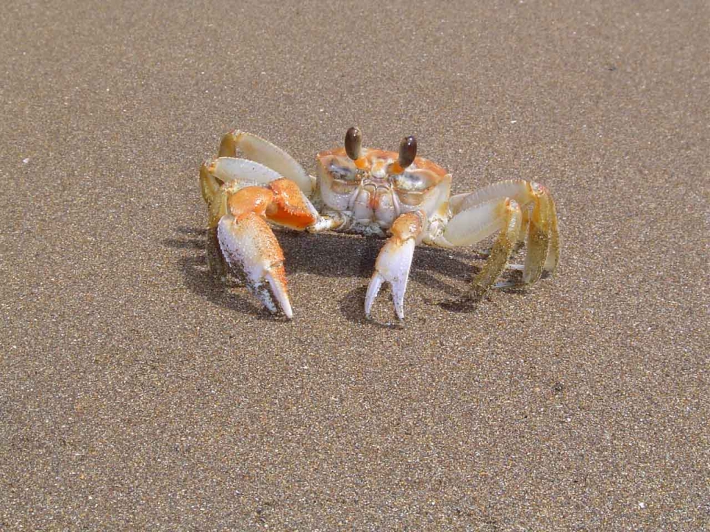 Foto de Puntarenas, Costa Rica