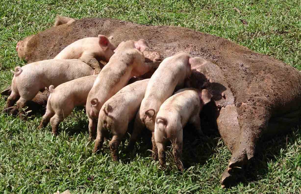Foto de Upala (San José), Costa Rica