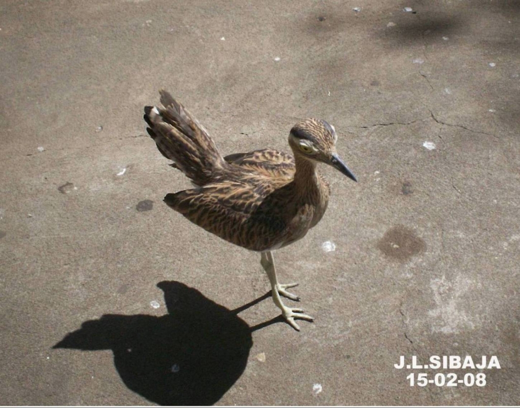 Foto de Granada, Nicaragua