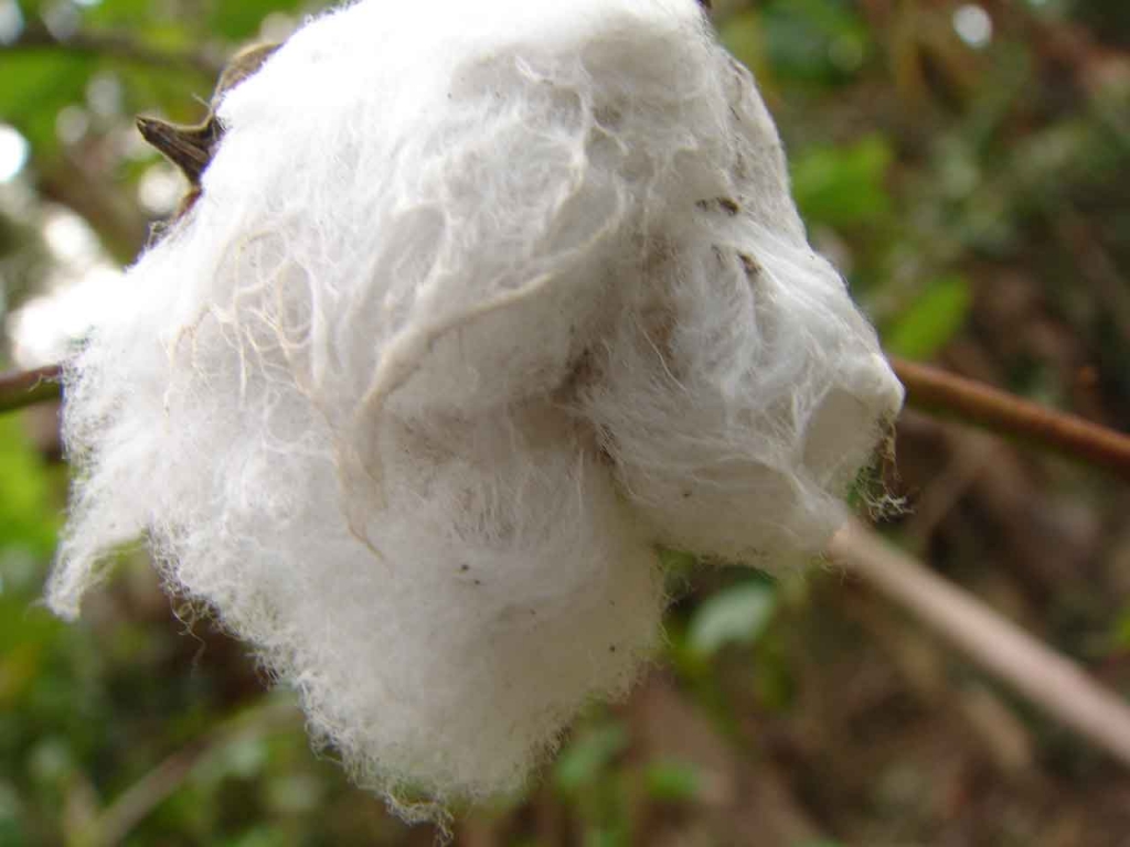 Foto de Paquera (Puntarena), Costa Rica