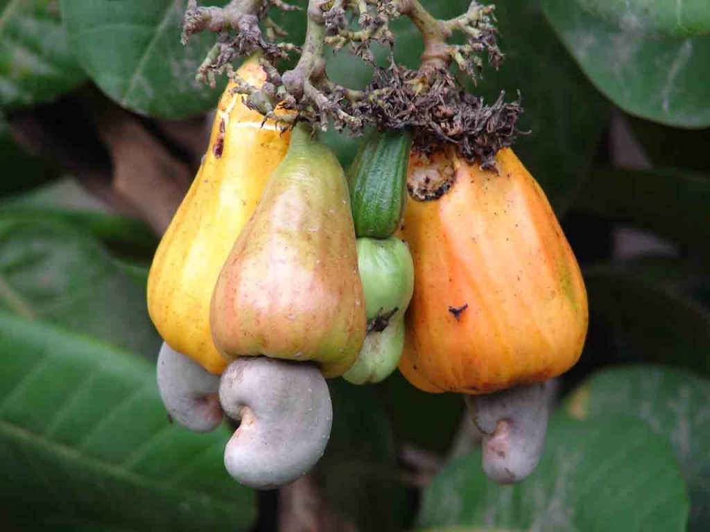 Foto de Paquera (Puntarena), Costa Rica