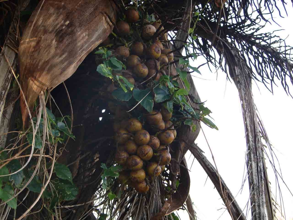 Foto de Cañas, Costa Rica