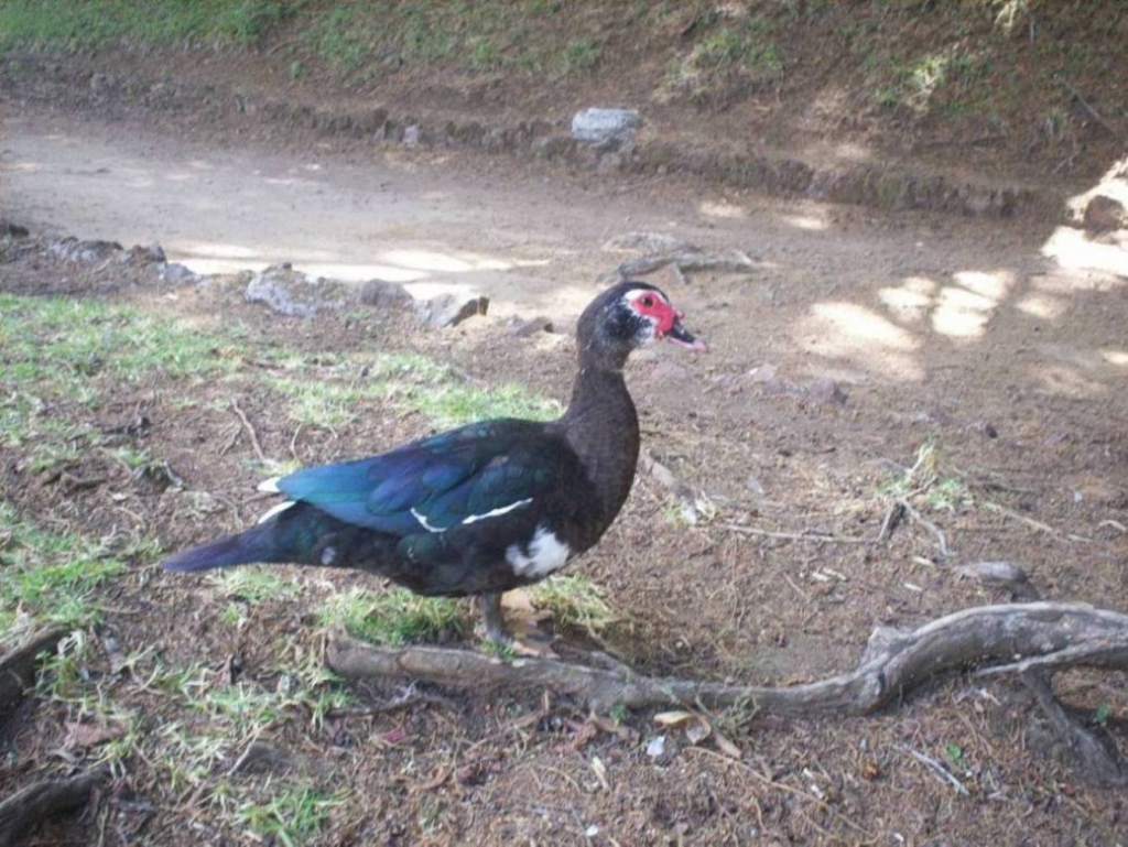 Foto: LAGUNA DE FRAIJANES (Fraijanes De San Isidro De Alajuela) - Fraijanes (Alajuela), Costa Rica