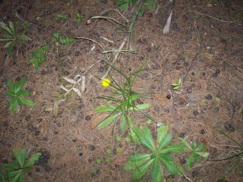 Foto: LAGUNA DE FRAIJANES (Fraijanes De San Isidro De Alajuela) - Fraijanes (Alajuela), Costa Rica