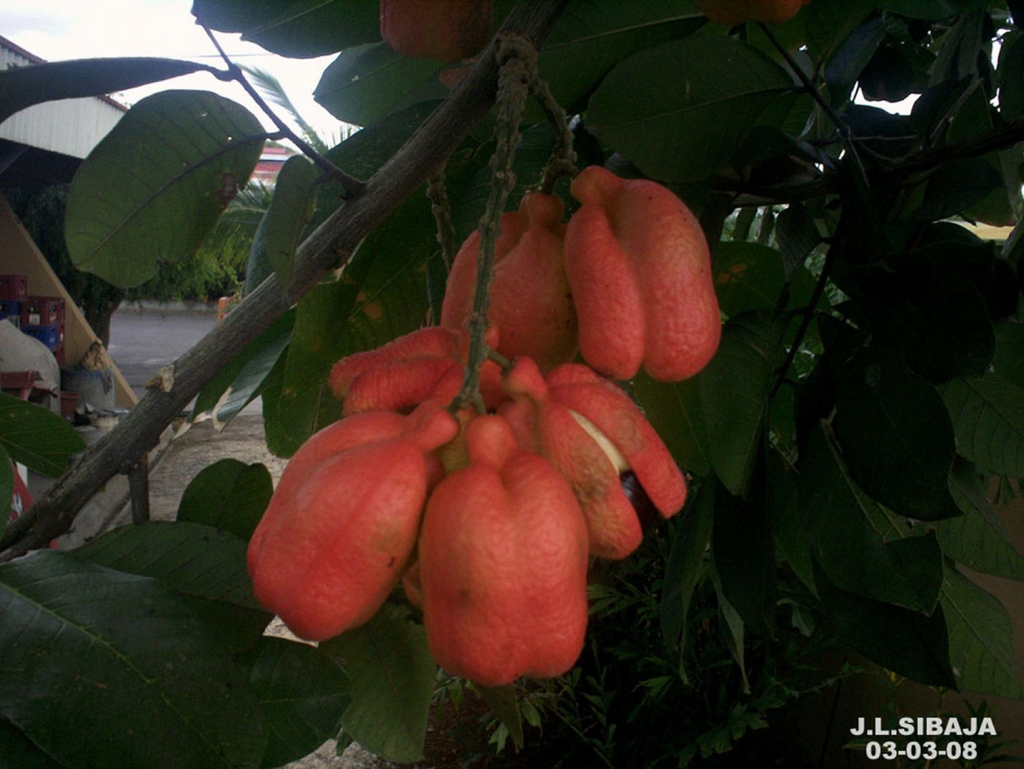 Foto de Alajuela, Costa Rica