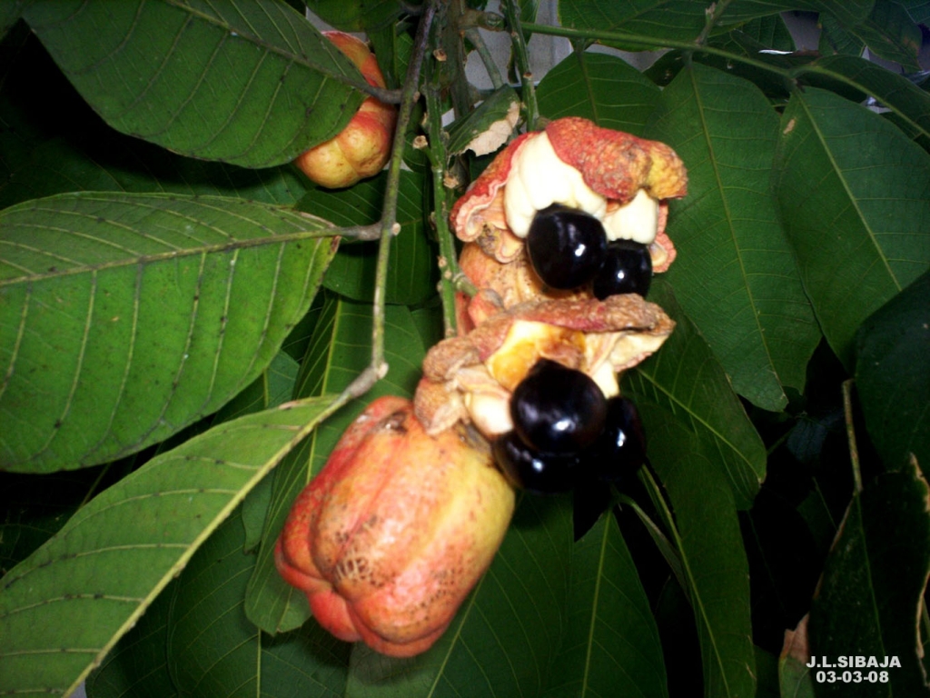 Foto de Alajuela, Costa Rica