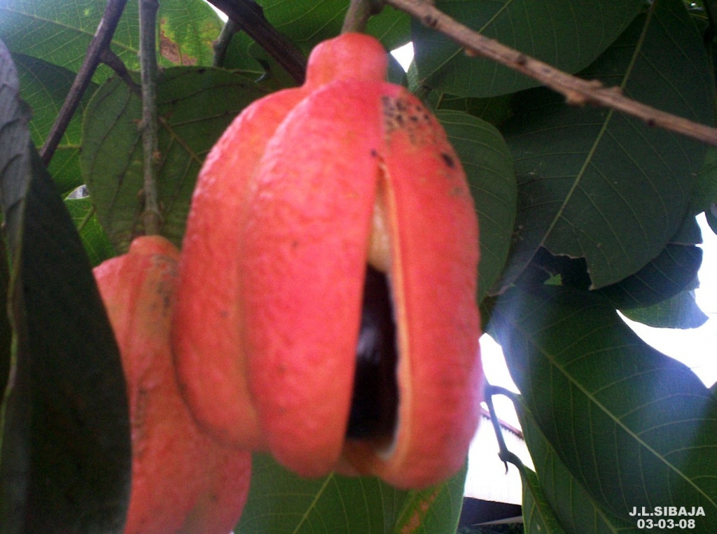 Foto de Alajuela, Costa Rica