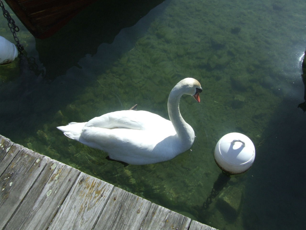 Foto de Duingt, Francia