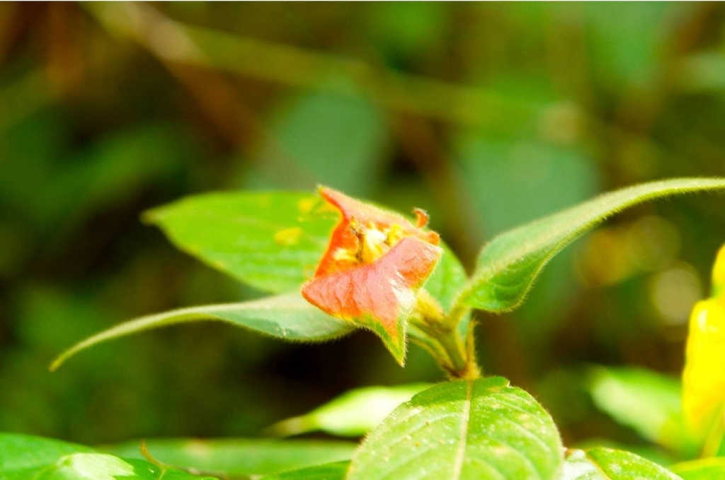 Foto de Puriscal (San José), Costa Rica