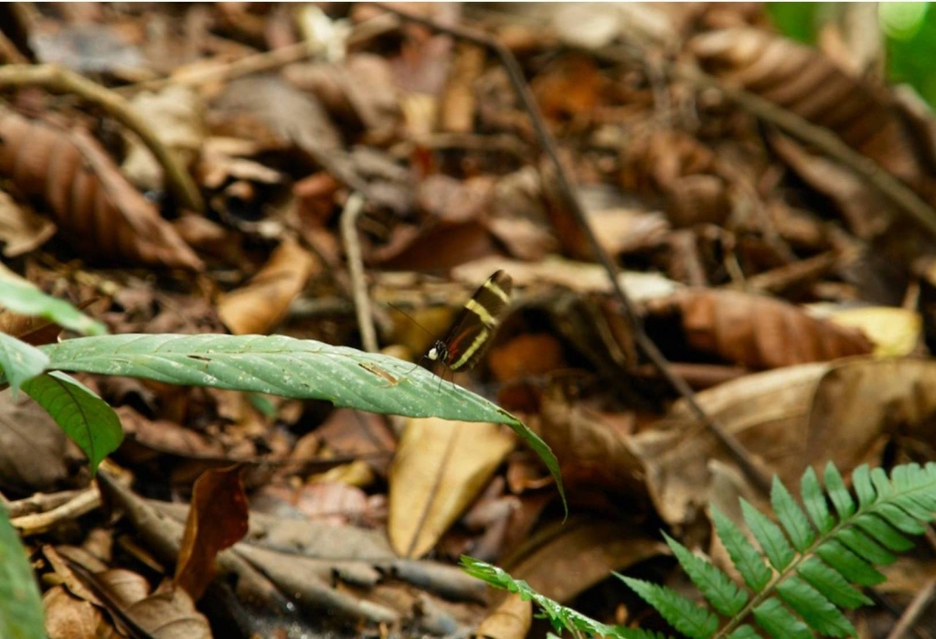 Foto de Puriscal (San José), Costa Rica