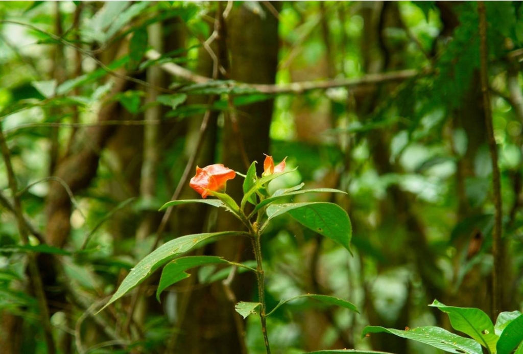 Foto de Puriscal (San José), Costa Rica