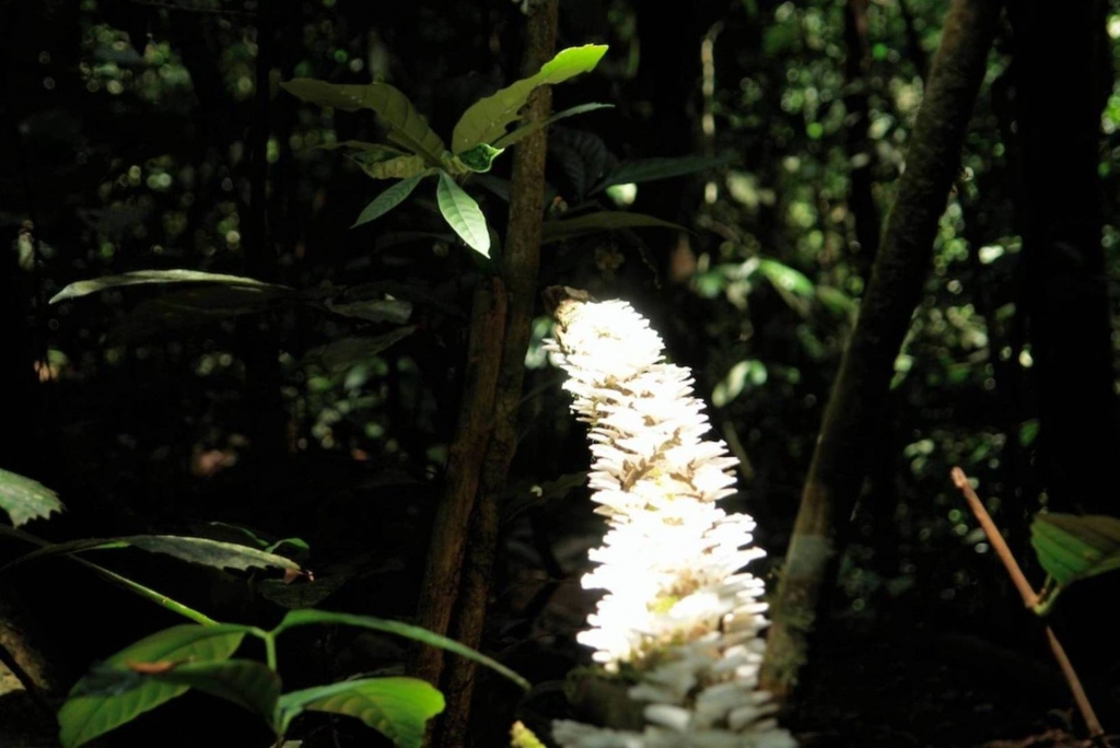 Foto de Puriscal (San José), Costa Rica