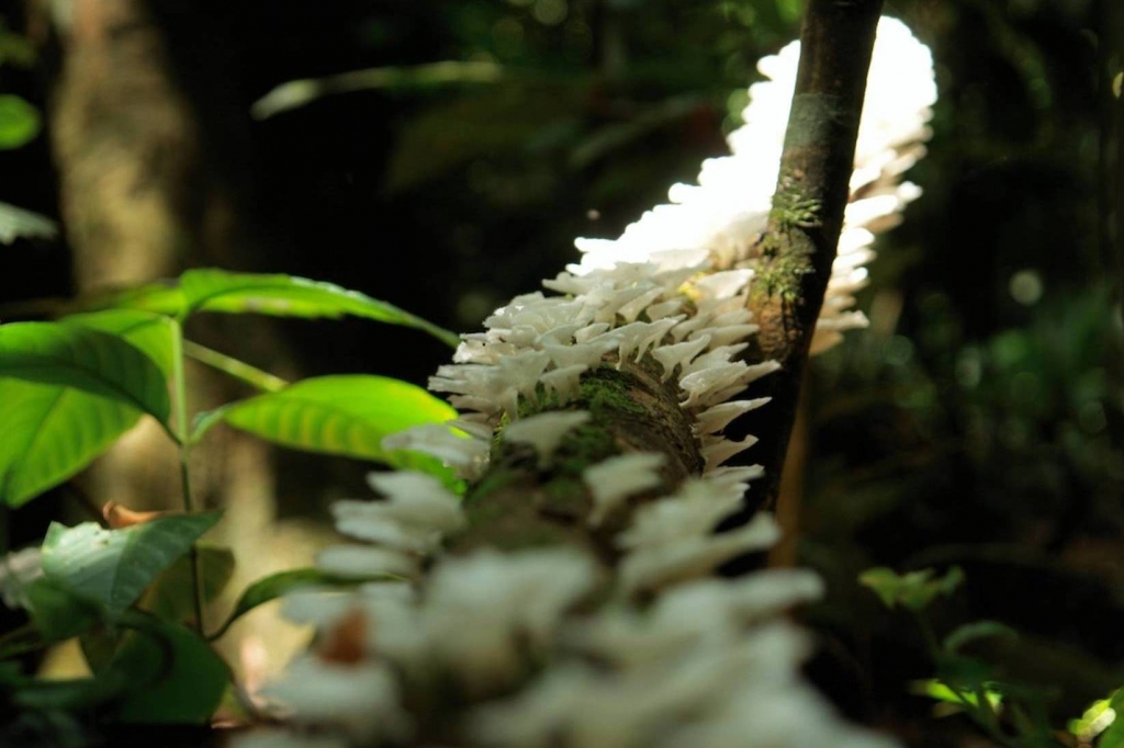 Foto de Puriscal (San José), Costa Rica