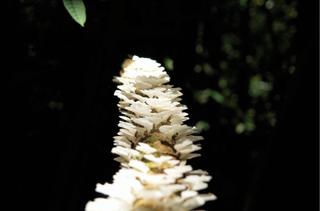 Foto de Puriscal (San José), Costa Rica