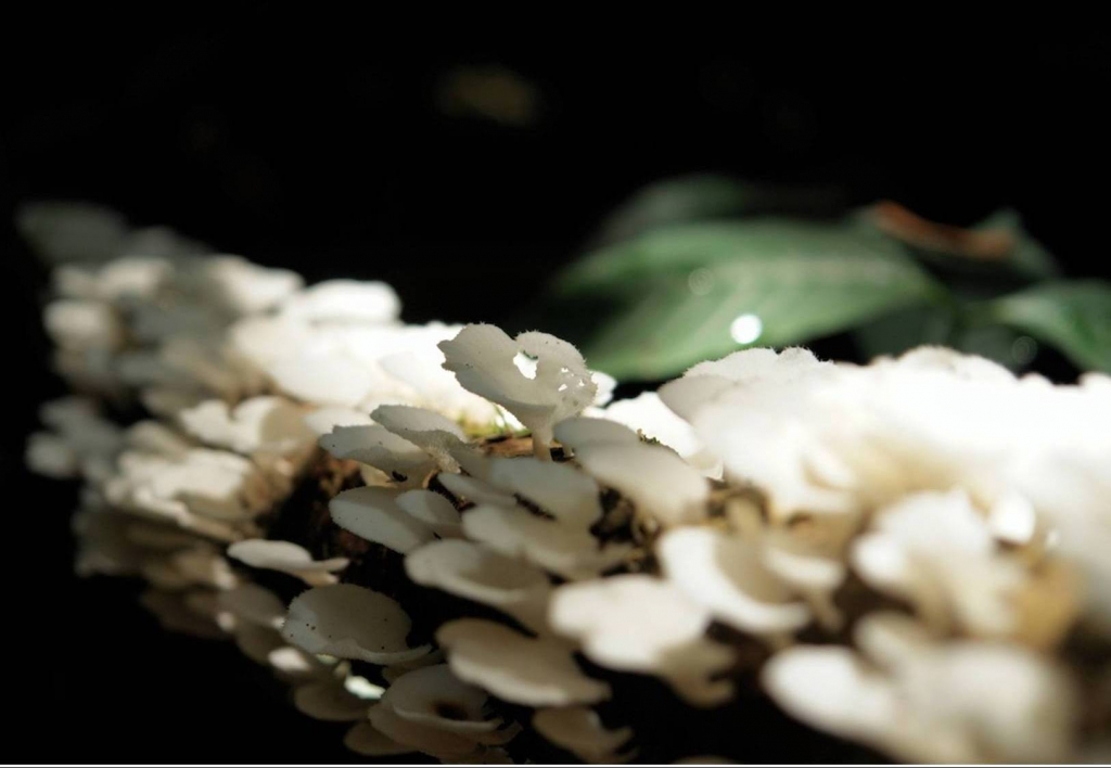 Foto de Puriscal (San José), Costa Rica