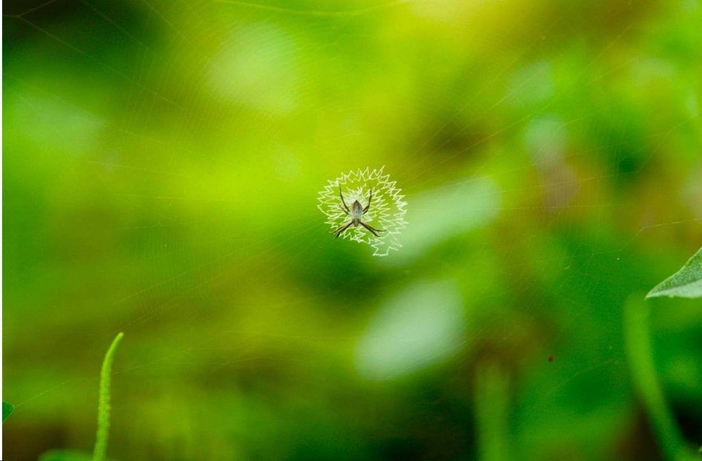 Foto de Liberia (Guanacaste), Costa Rica
