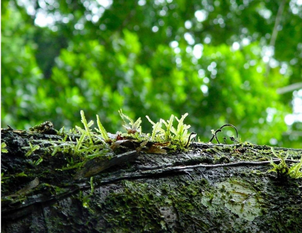 Foto de Talamanca (Limón), Costa Rica