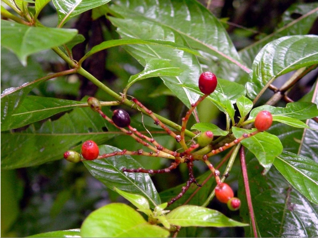 Foto de Talamanca (Limón), Costa Rica