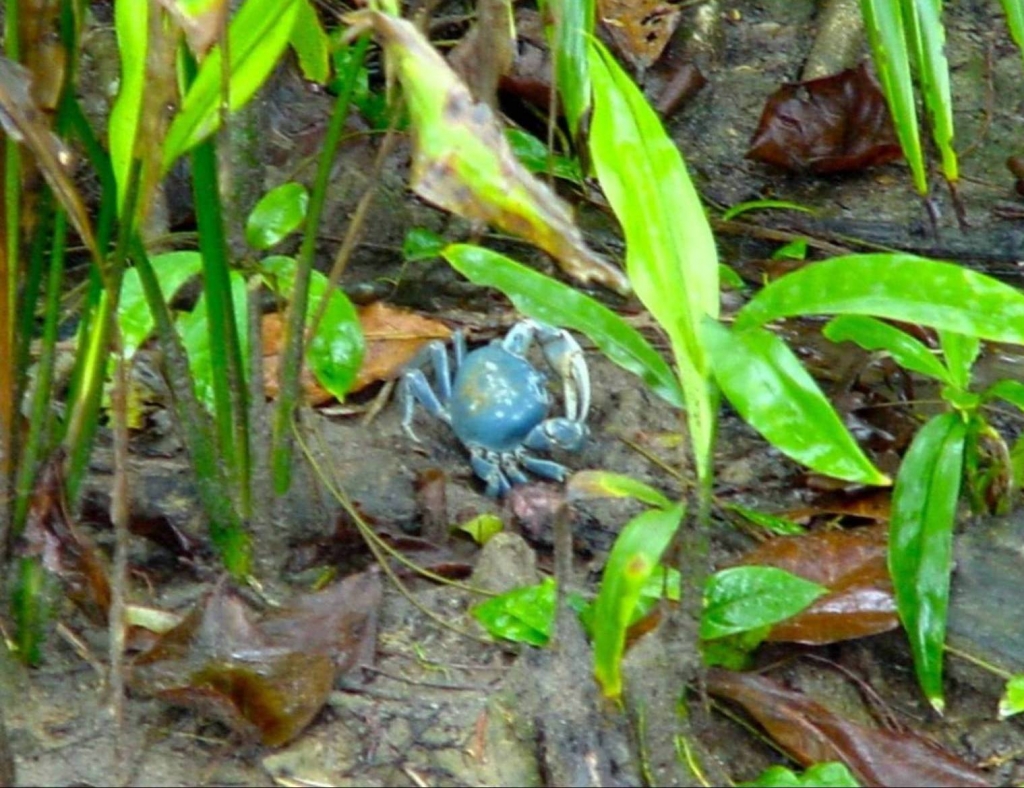 Foto de Talamanca (Limón), Costa Rica