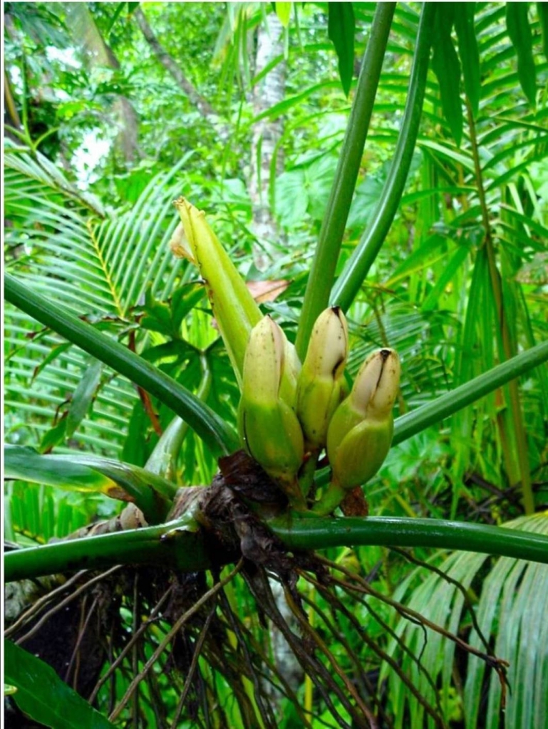 Foto de Talamanca (Limón), Costa Rica
