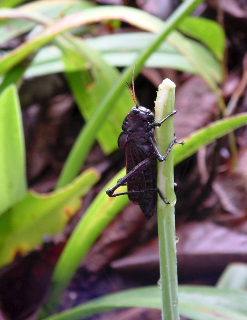 Foto de Talamanca (Limón), Costa Rica