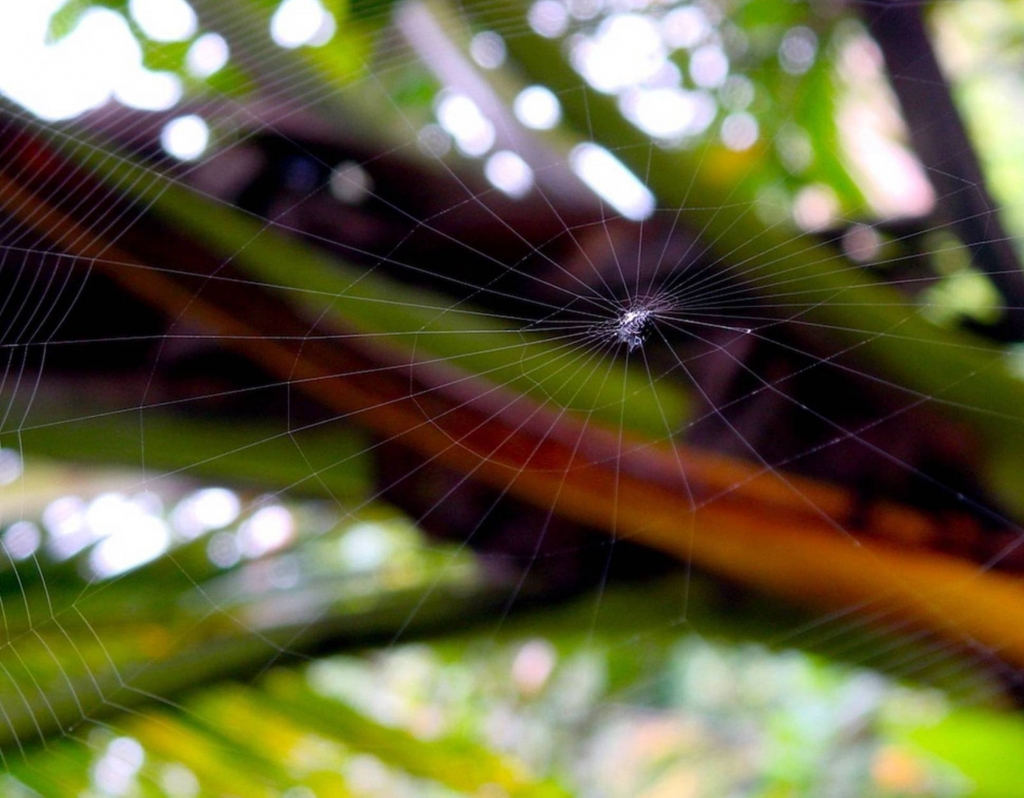 Foto de Talamanca (Limón), Costa Rica