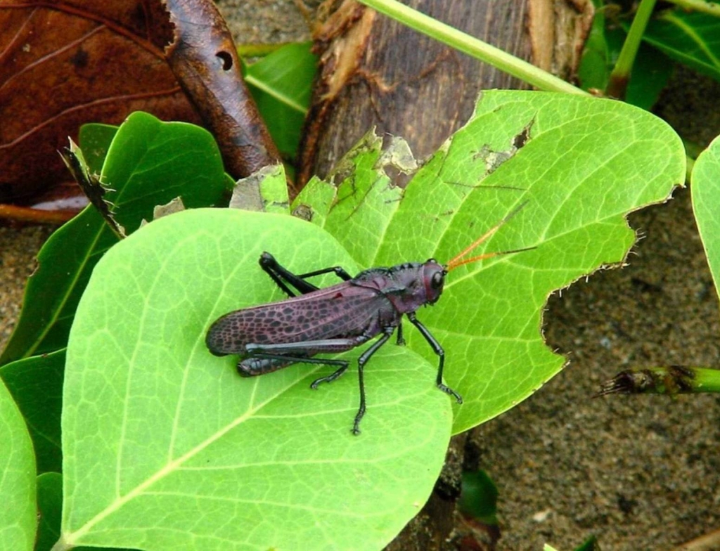 Foto de Talamanca (Limón), Costa Rica