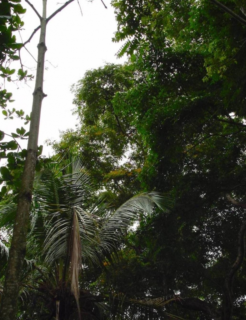 Foto de Talamanca (Limón), Costa Rica