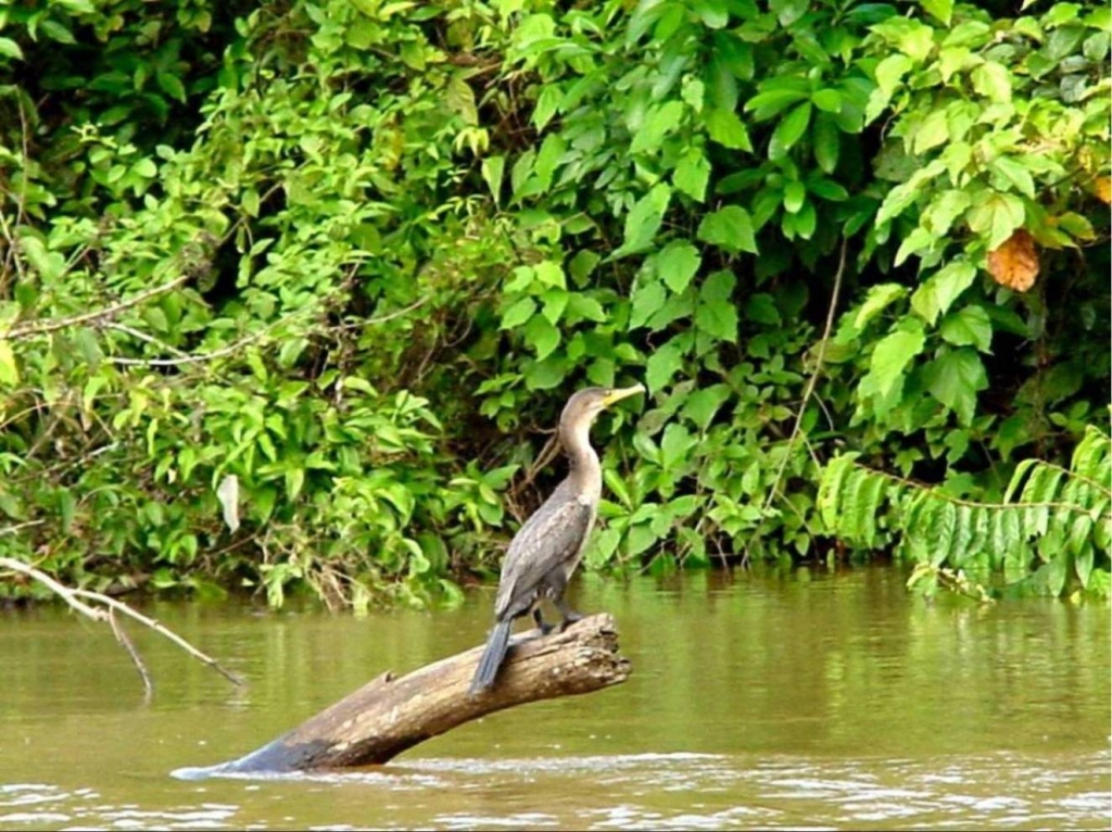 Foto de Rio Frio (Alajuela), Costa Rica