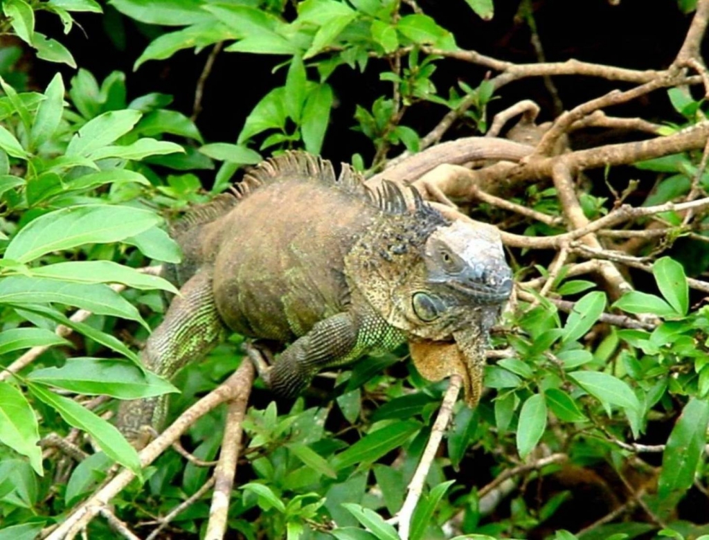 Foto de Rio Frio (Alajuela), Costa Rica