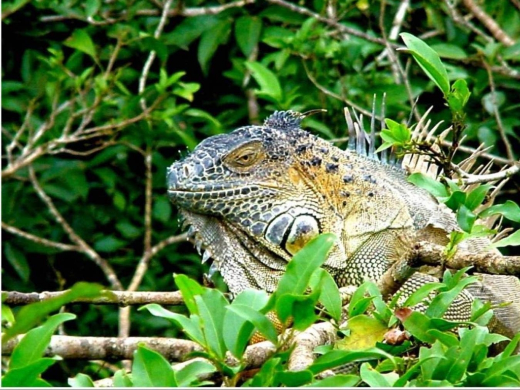 Foto de Rio Frio (Alajuela), Costa Rica