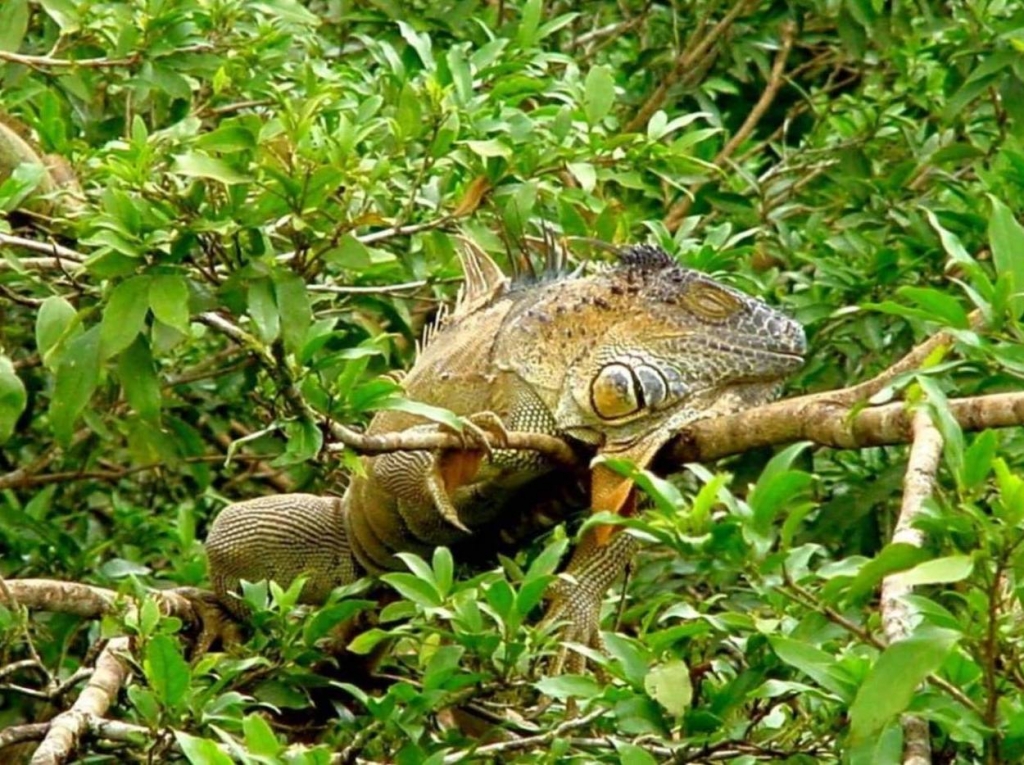 Foto de Rio Frio (Alajuela), Costa Rica