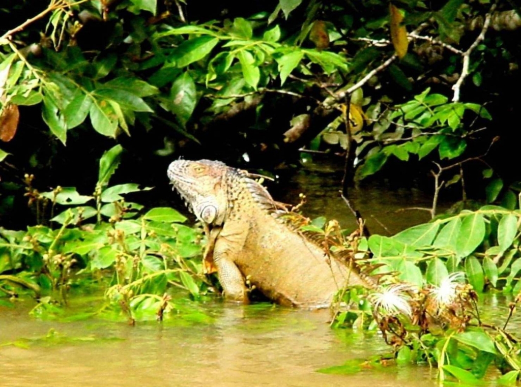 Foto de Rio Frio (Alajuela), Costa Rica