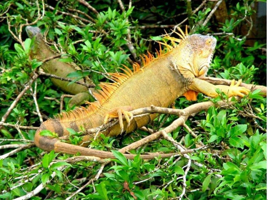 Foto de Rio Frio (Alajuela), Costa Rica