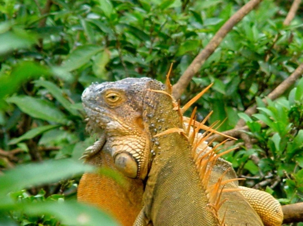 Foto de Rio Frio (Alajuela), Costa Rica