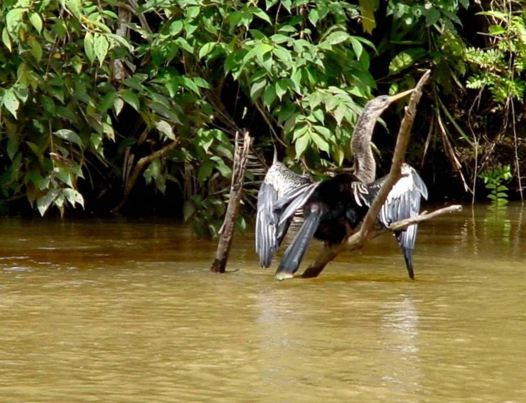 Foto de Rio Frio (Alajuela), Costa Rica