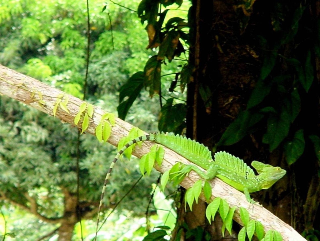Foto de Rio Frio (Alajuela), Costa Rica