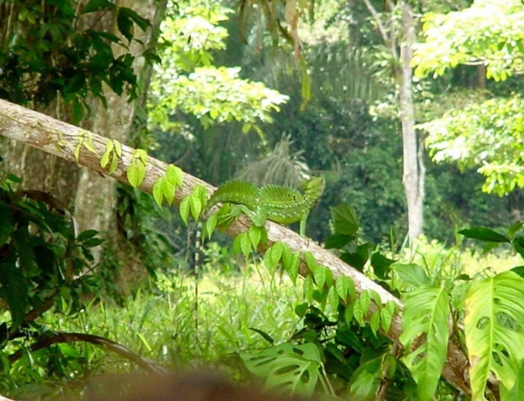 Foto de Rio Frio (Alajuela), Costa Rica