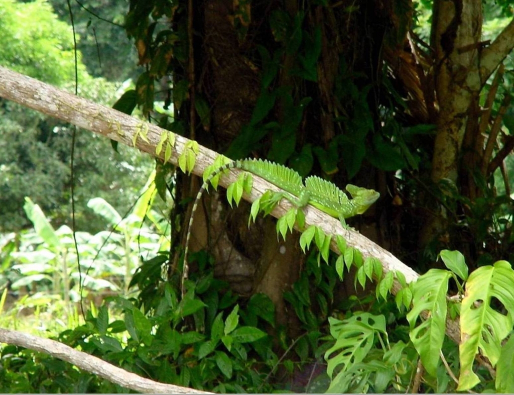 Foto de Rio Frio (Alajuela), Costa Rica
