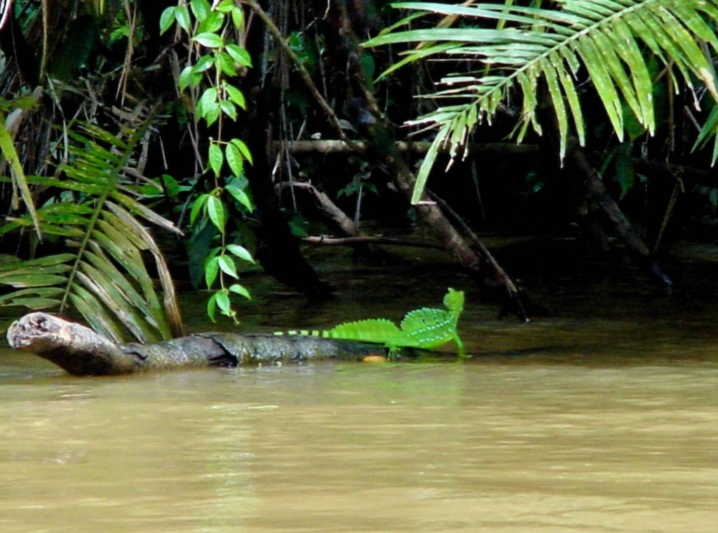 Foto de Rio Frio (Alajuela), Costa Rica