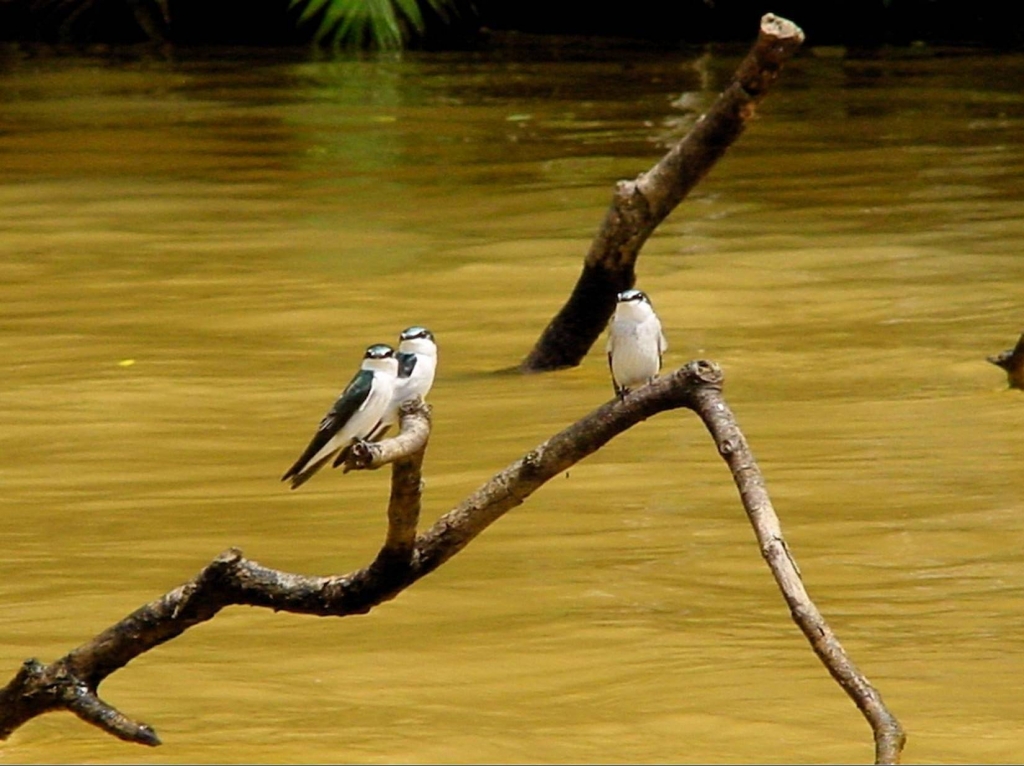 Foto de Rio Frio (Alajuela), Costa Rica