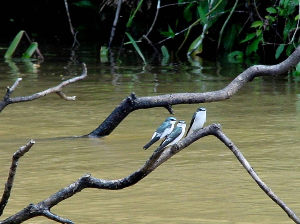 Foto de Rio Frio (Alajuela), Costa Rica