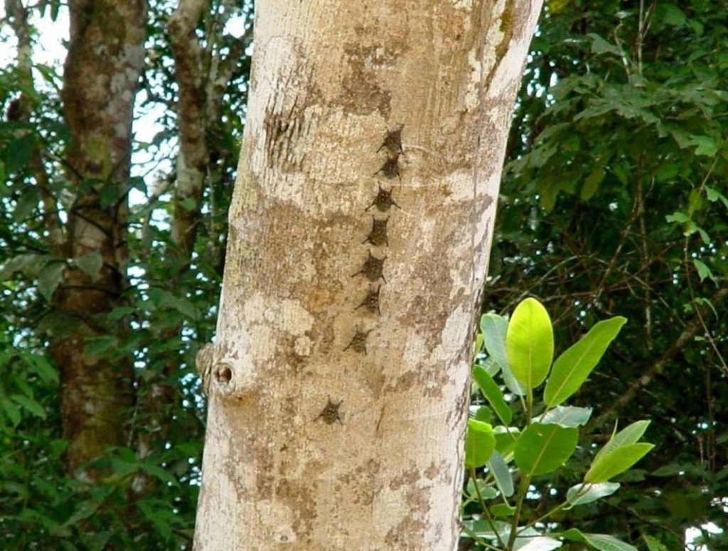 Foto de Rio Frio (Alajuela), Costa Rica